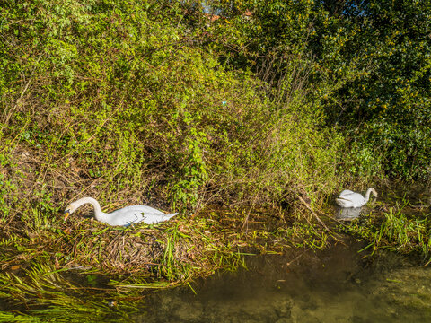 Swans Nesting, River Itchen, Winchester, England, UK.