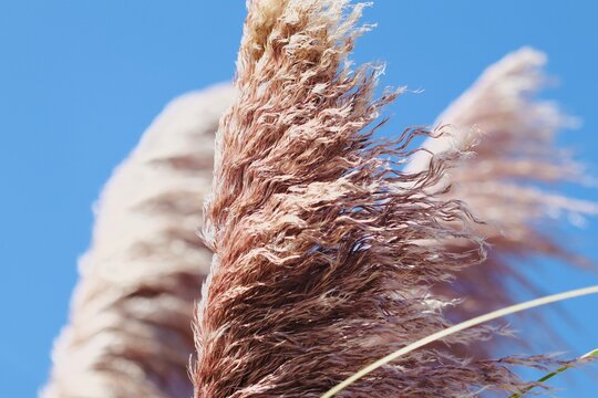 Pampas Grass against blue skies