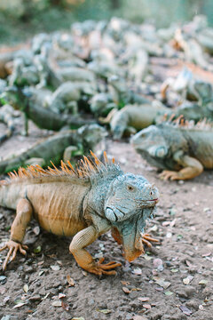 Group of exotic green iguanas resting in their natural habitat