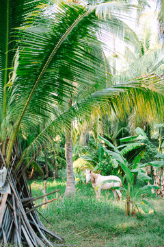 Tranquil landscape featuring a white horse among palm trees in Mexico