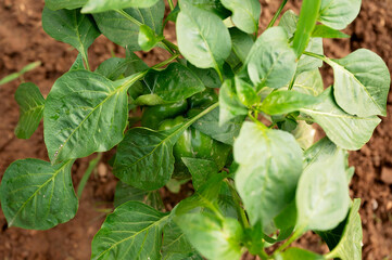 Obraz premium Green bell pepper growing hidden under leafy garden plant