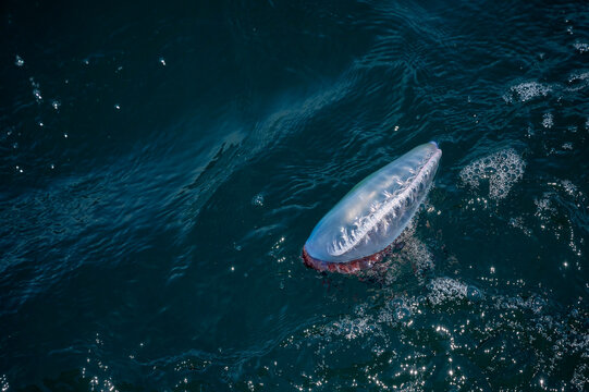 Close view of Portuguese man o war floating in Gulf