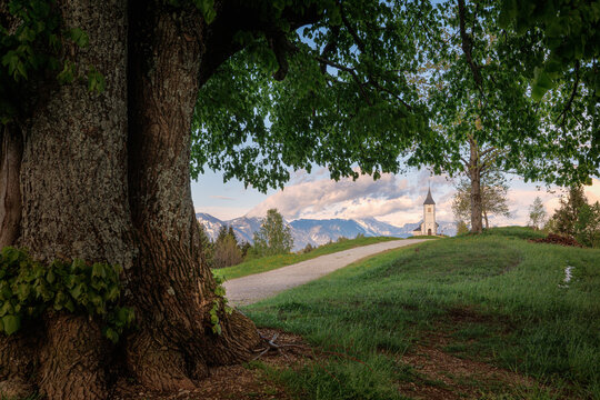 Aerial view of the Church of St. Primus and Felician on a grassy hilltop with a large tree trunk in the foreground and the Julian Alps in the background Jamnik, Kranj, Slovenia.