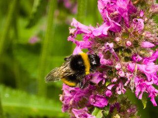 Macro shoot of a buff-tailed bumblebee (Bombus terrestris) collecting nectar from pink betony (Betonica officinalis) flowers. © Dan