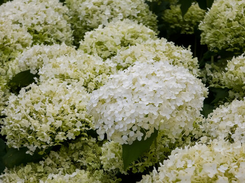 Large white smooth hydrangea (Hydrangea arborescens 'Annabelle') flower heads blooming in dense mophead clusters in a garden setting.