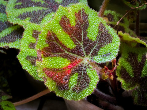 Textured iron cross begonia (Begonia masoniana) leaves featuring bright green puckered surfaces with distinct dark chocolate-brown cross patterns.