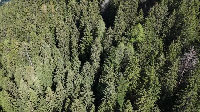 bosco pini abeti foresta 