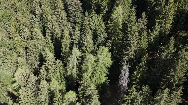 bosco abeti larici trentino foresta 