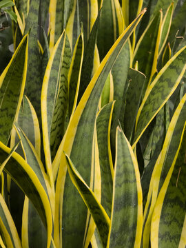 Snake plant (Dracaena trifasciata 'Laurentii') featuring tall upright green leaves with yellow margins and dark green horizontal bands.