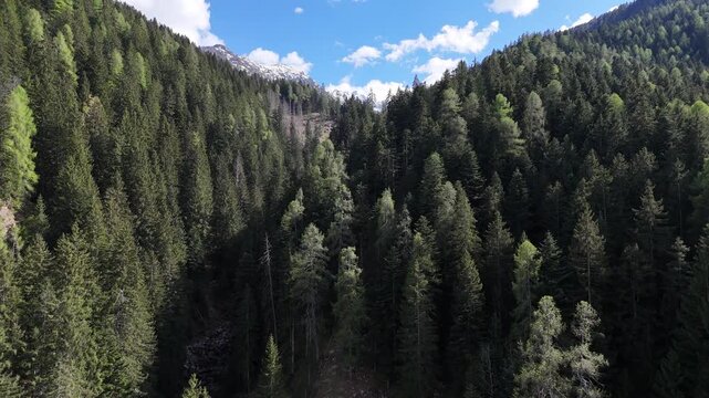 foresta cime montagne primavera trentino alpi vermiglio passo tonale 