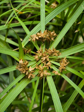 Umbrella papyrus (Cyperus alternifolius) with brown spikelet inflorescences surrounded by radiating green leaf-like bracts.