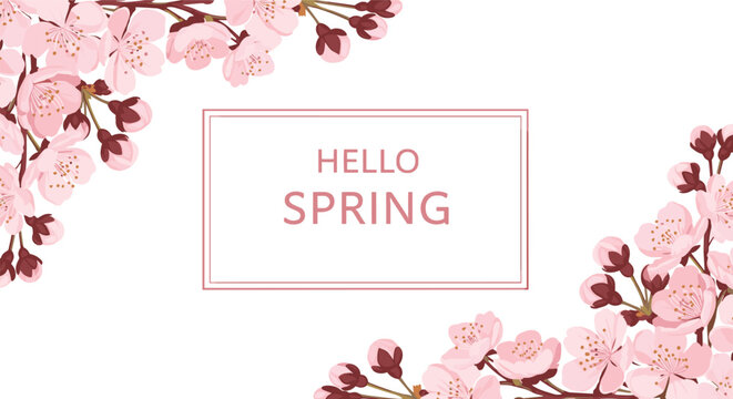 Fresh hello spring greeting framed by delicate pink cherry blossom branches on a clean white background for seasonal promotional graphics.
