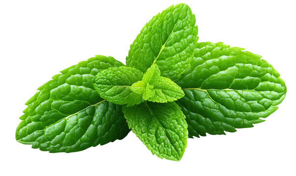 Hojas de Menta Verde Fresca con Textura Detallada y Color Vibrante