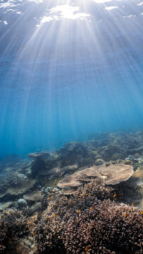 reefscapes
