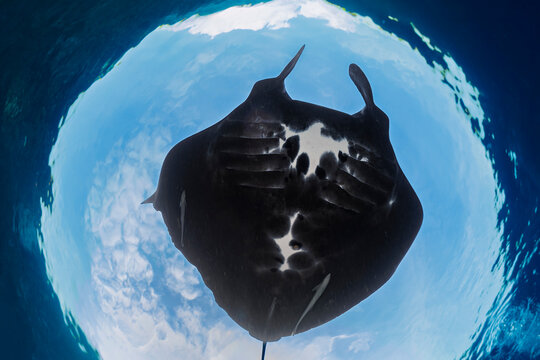 manta ray