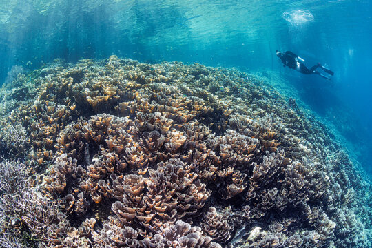 reefscapes