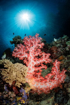 reefscapes