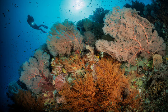 reefscapes