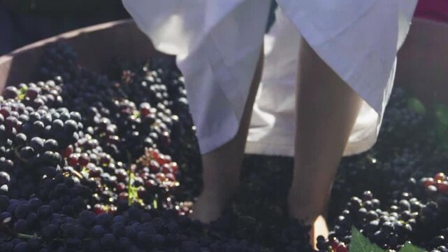A woman barefoot treading grapes in a wooden vat, capturing traditional winemaking in a sunlit setting.