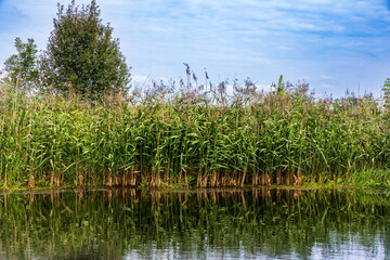 Reeds and aquatic plants along riverbank with water reflection, calm natural landscape © Anna