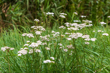 Common yarrow wildflowers in natural meadow, white Achillea millefolium blooming in green grass, rural landscape © Anna