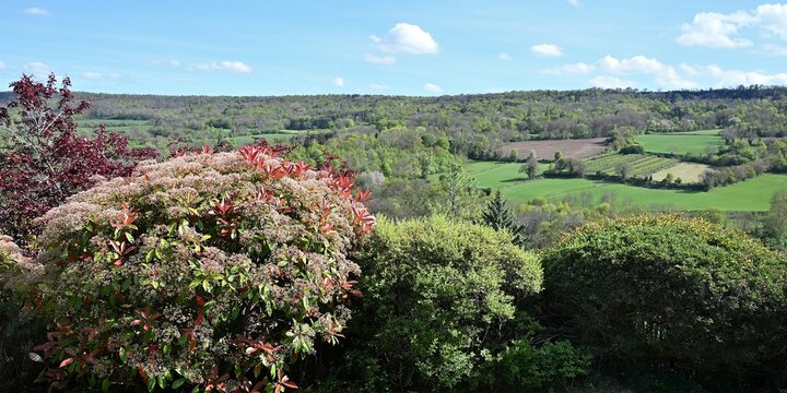 haie de jardin en Auvergne