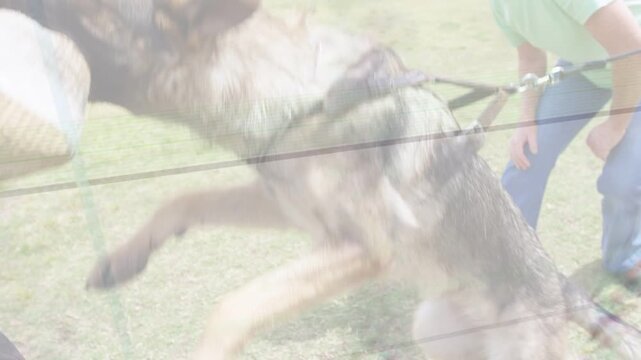 Trainer presenting sleeve, shepherd lunging and biting while handler holding leash during training