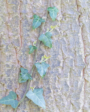 Ivy Climbing on Quercus libani Bark Close-Up