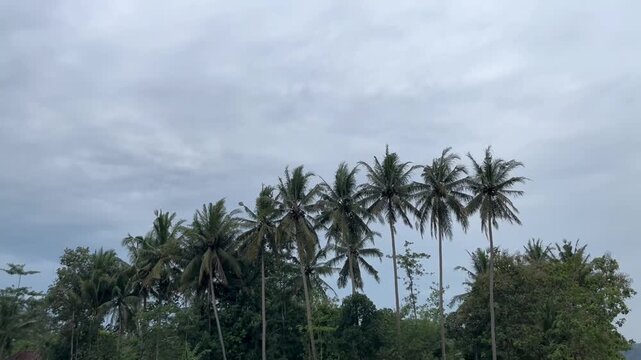 Coconut trees low angle view with cloudy sky background