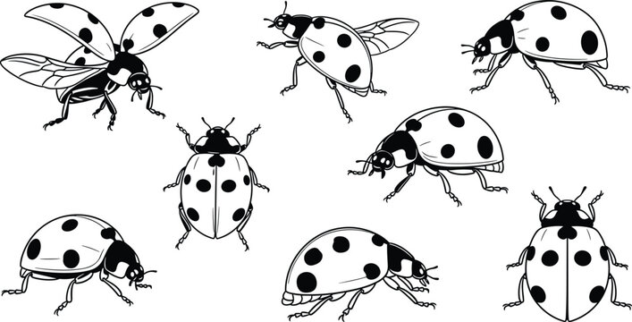 Vector illustration set of black and white ladybug icons featuring various poses like flying crawling and top view for nature design