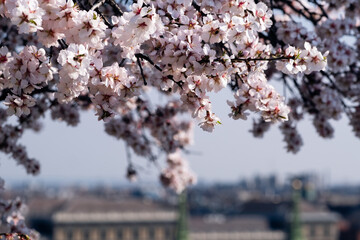 Gentle Spring Hues Adorn Historic Rooftops Nearby. Delicate Cherry Petals Create Tranquil Coverage Across Budapest Scenery © Evgeniia Biriukova