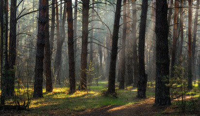 Fototapeta premium Morning fog enveloped the forest. Rays of sun pierce through the branches and fog. A walk in the forest or park.