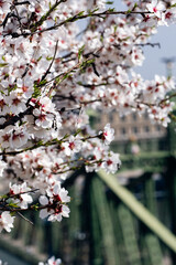 Floral Foreground Frames Liberty Bridge Budapest, Diagonal Ironwork And Shallow Depth Create Energetic Composition And Visual Tension © Evgeniia Biriukova