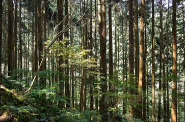 Fototapeta premium Taiwan cypress forest