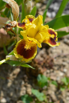 A vibrant yellow and mahogany brown dwarf iris flower blooms in a sunny garden setting - latin name - Iris Ultimate