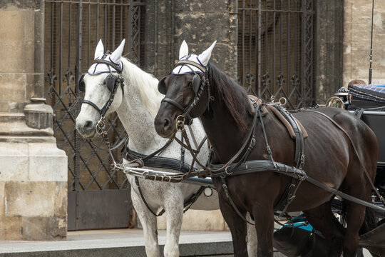 Vienna (Innere Stadt), Austria. Two Fiaker horses harnessed to carriage near Stephansdom