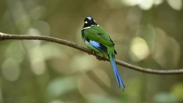 Long-tailed Broadbill taking summer shower and cleaning itself on tree branch with forest blurred at background.