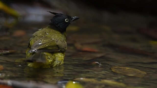 Black-crested Bulbul taking shower on small creek in the forest.