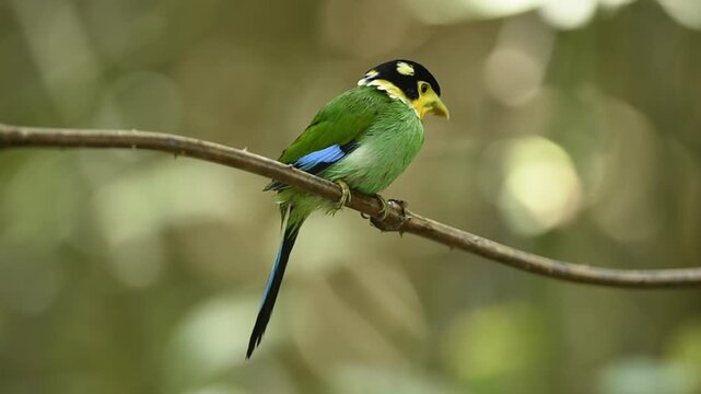 Long-tailed Broadbill taking summer shower and cleaning itself on tree branch with forest blurred at background.