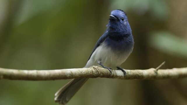 Black-naped Monarch perching on tree branches in the forest.