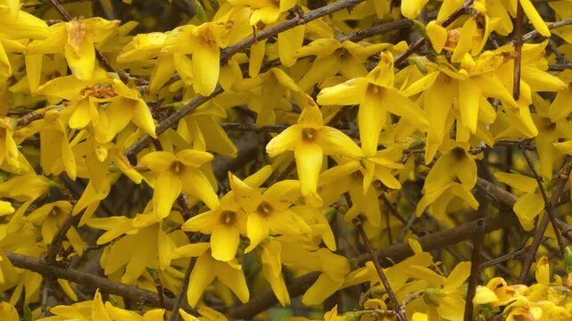 Bright yellow blossoms crowd together on wooden branches, signaling the arrival of spring. The dense petals feel cheerful, warm, and full of life. This golden display brings a sense of joy.