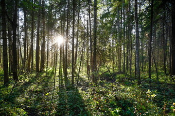 Obraz premium Sunbeams penetrate the wild pine forest in Gatchina, Leningrad region of Russia