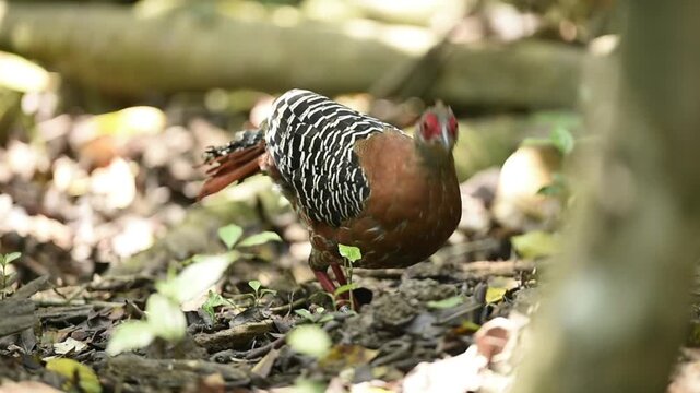 Female Siamese Fireback feeding on forest ground in dry season, tropical forest in Thailand.