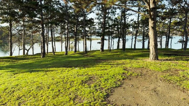 Tall pine trees grow on a bright green hill overlooking a peaceful lake. The golden morning light creates a warm and hopeful feeling. It is a quiet and serene spot for enjoying nature.