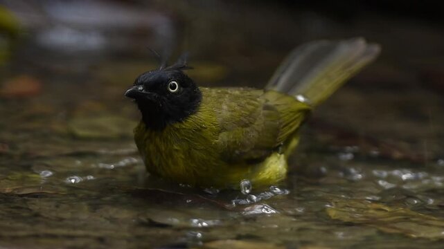 Black-crested Bulbul taking shower on small creek in the forest.