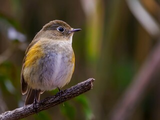 Fototapeta premium 枯れ枝に留まって遠くを見つめているルリビタキのクローズアップ