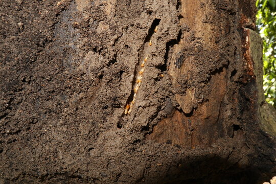 termites build a nest for their colony in a dead tree trunk