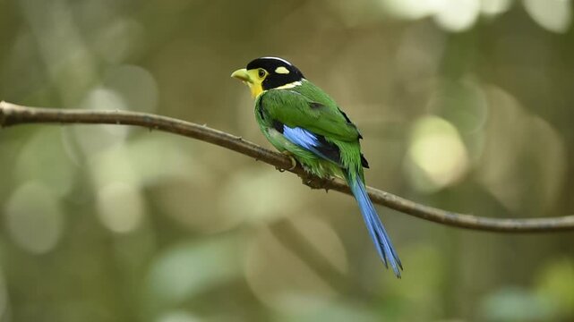 Long-tailed Broadbill taking summer shower and cleaning itself on tree branch with forest blurred at background.