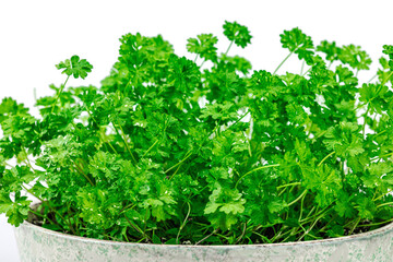 Obraz premium Parsley greens in ceramic pot. Urban farming concept, plant grows on the windowsill. Spicy flavors