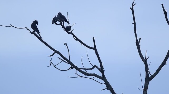 Group of Ashy Woodswallow resting on dried tree brunch.